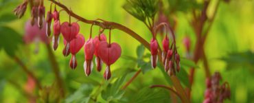 bleeding heart, blossom, spring, pink, garden, leaves, pink blossom, ornamental plant, nature, romance, love, green, exotic, red, foliage, rural, floral, colorful, plant, detail, botany
