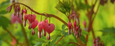 bleeding heart, blossom, spring, pink, garden, leaves, pink blossom, ornamental plant, nature, romance, love, green, exotic, red, foliage, rural, floral, colorful, plant, detail, botany