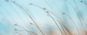 focus photography of brown plants