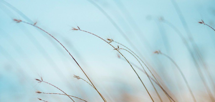 focus photography of brown plants